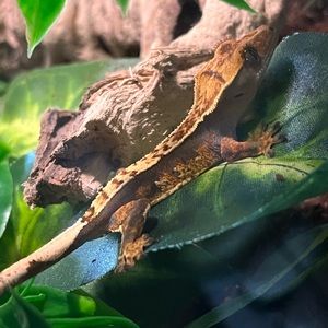 Meet your Posher, Robin